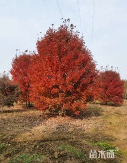 高度600厘米丛生美国红枫