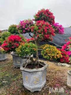 高度200厘米三角梅