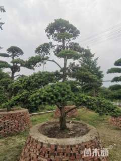 移栽苗造型罗汉松