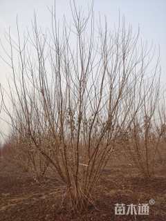 高度500厘米丛生茶条槭