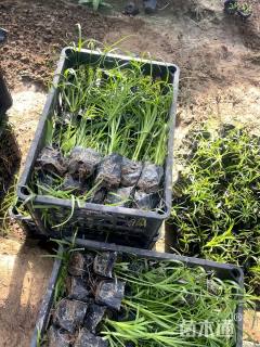 高度40厘米旱伞草