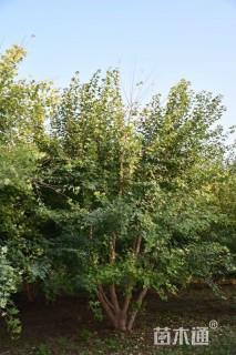 高度700厘米丛生元宝枫