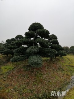 移栽苗造型罗汉松