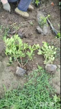 高度3040厘米海桐