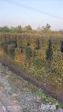 高度150厘米红叶石楠柱