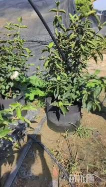 高度70厘米中华木绣球