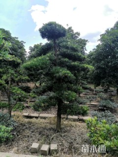 移栽苗造型罗汉松