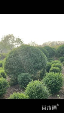 冠幅200厘米小叶女贞球