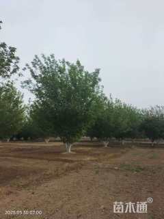 40公分丛生中国黄蜡