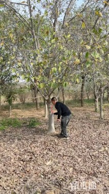 18公分二乔玉兰