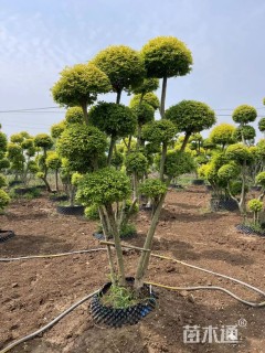 10公分造型亮晶女贞