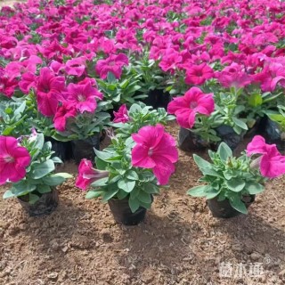 高度12厘米牵牛花