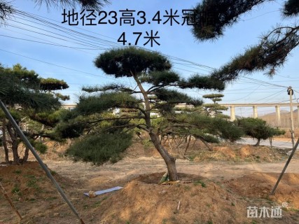 20公分造型油松