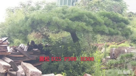 25公分造型黑松