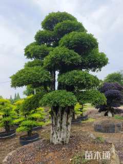 60公分椤木石楠