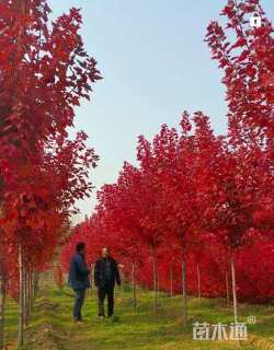 20公分美国红枫