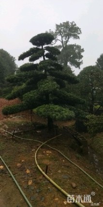 移栽苗造型罗汉松