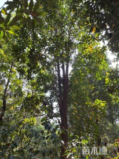 20公分云南拟单性木兰