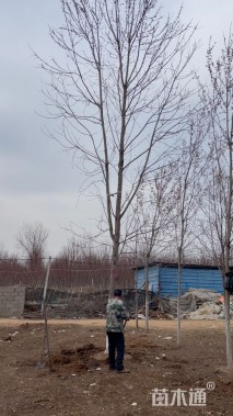 18公分北美红枫