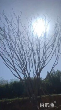 25公分凤凰木