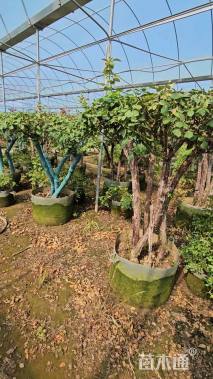 高度250厘米丛生月季