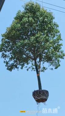 15公分大叶女贞