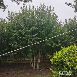 高度550厘米丛生元宝枫