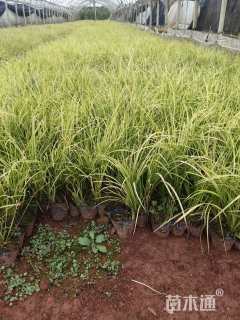 高度20厘米金叶菖蒲