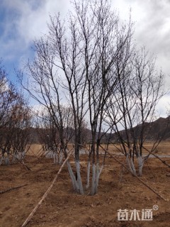 高度1000厘米丛生蒙古栎