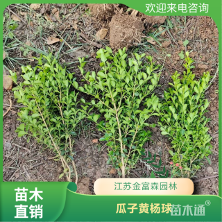 冠幅15厘米瓜子黄杨球