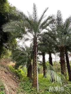 裸干高700厘米银海枣