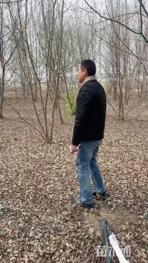 高度700厘米丛生三角枫