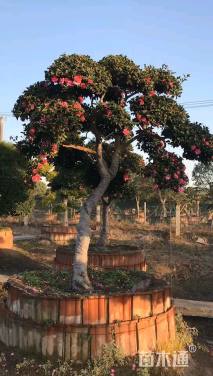 25公分造型茶梅