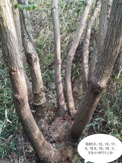 100公分丛生乌桕