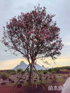 20公分小叶紫薇