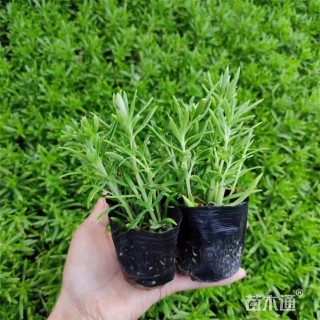 高度15厘米佛甲草