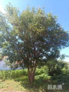 高度900厘米丛生国槐