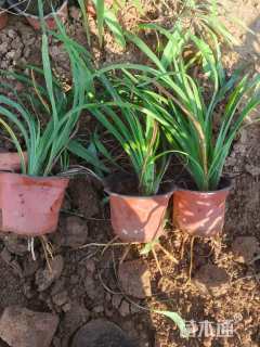 高度30厘米德国鸢尾