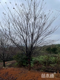 18公分染井吉野樱