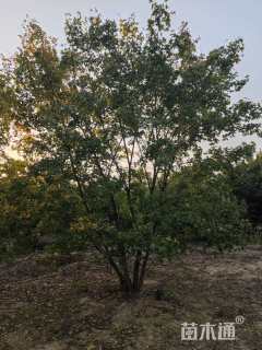 高度600厘米丛生元宝枫