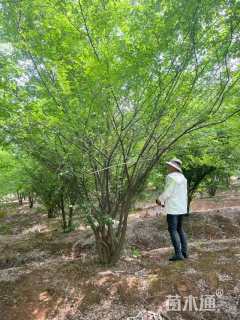 35公分丛生榔榆