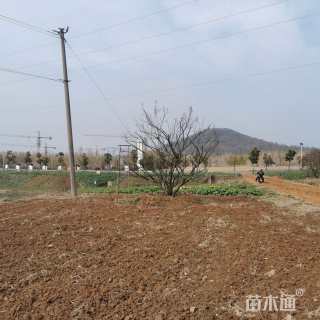 70公分骨里红梅