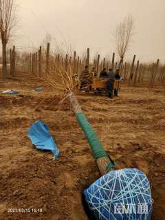 20公分金丝垂柳