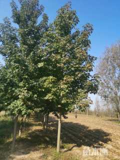 10公分欧洲枫香