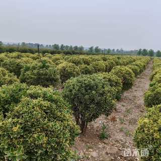 冠幅80厘米金边黄杨球