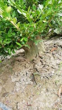 高度60厘米小叶黄杨