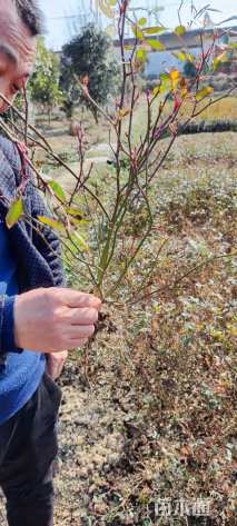 高度30厘米丰花月季