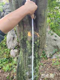 高度800厘米金弹子