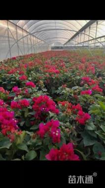 高度50厘米红花三角梅