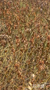 高度80厘米连翘